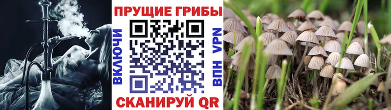 Галлюциногенные грибы Psilocybine cubensis  Купить закладки  Новозыбков 